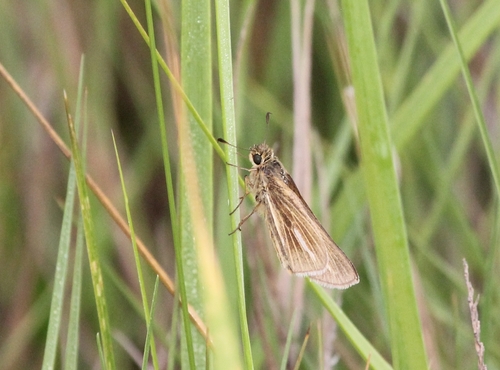 Salt Marsh Skipper photo 6