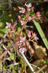 Crassula multicava multicava
