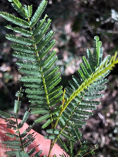 Acacia loroloba Tindale