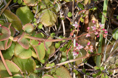 Crassula multicava multicava