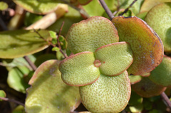 Crassula multicava multicava