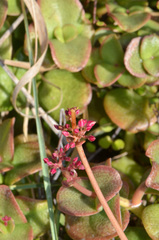 Crassula multicava multicava