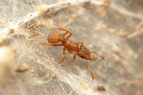 Wheeler’s Fungus-farming Ant (Cyphomyrmex wheeleri) · iNaturalist