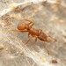 Wheeler’s Fungus-farming Ant - Photo (c) Jake Nitta, some rights reserved (CC BY), uploaded by Jake Nitta
