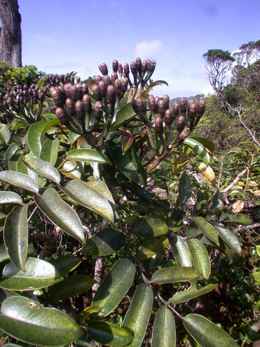 Polyscias waialealae