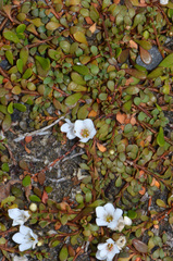 Samolus repens repens