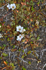 Samolus repens repens