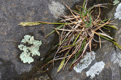 Trisetum antarcticum