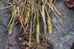 Trisetum antarcticum