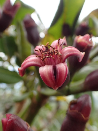 Polyscias waialealae