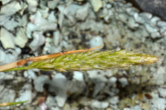 Trisetum antarcticum