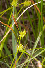 Carex lepidocarpa