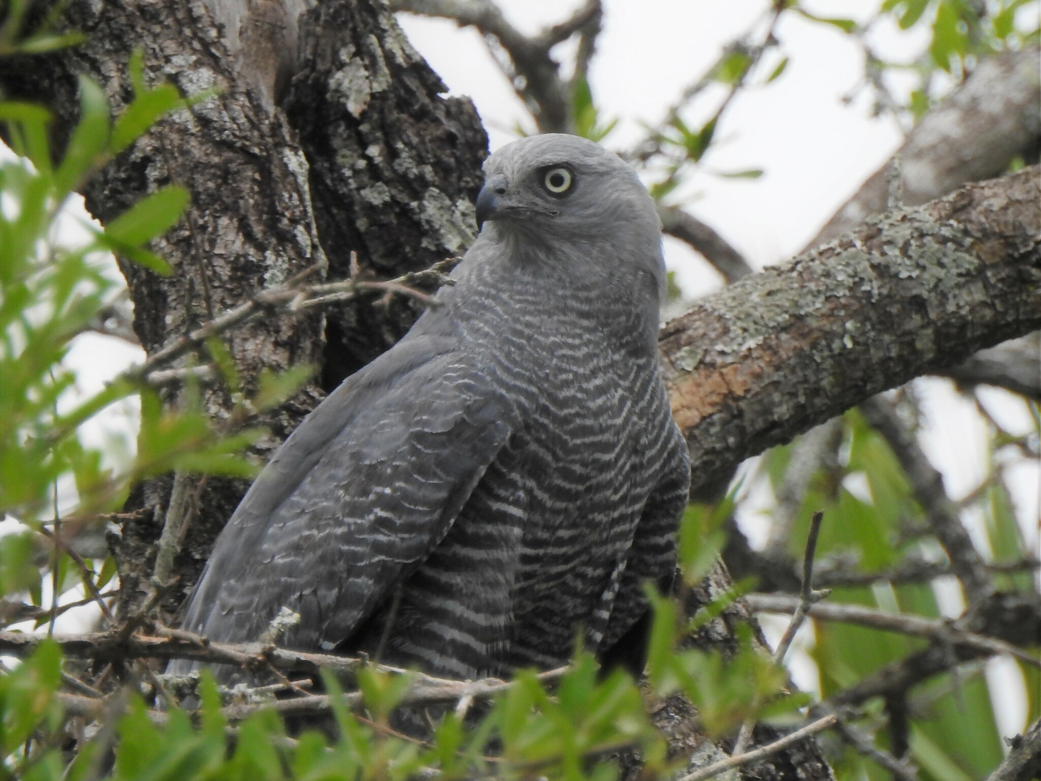 Crane Hawk (Geranospiza caerulescens)