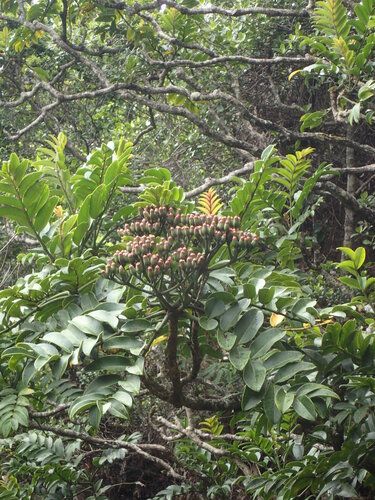 Polyscias waialealae