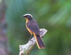 Cossypha albicapillus