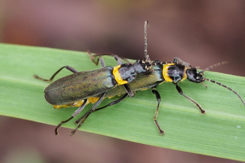 Plague Soldier Beetle from Kiwarrak NSW 2430, Australia on March 26