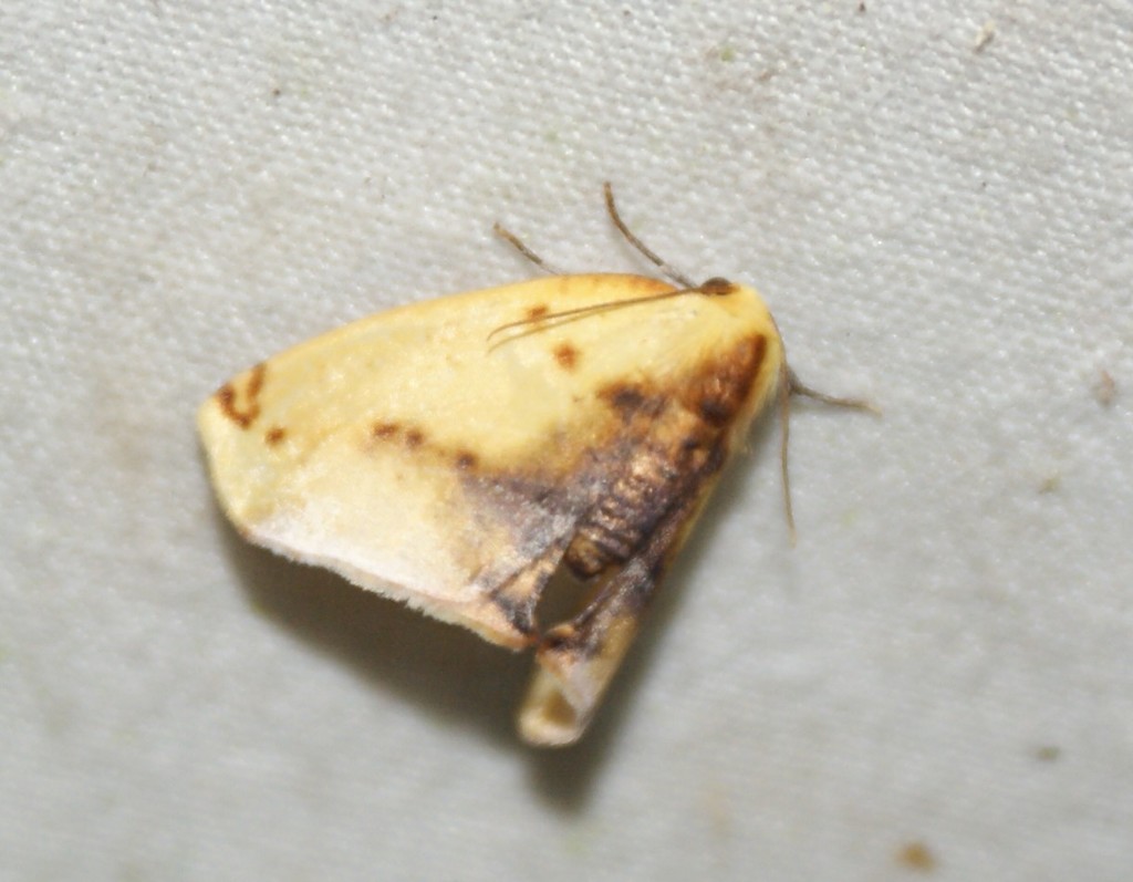 Sicya inquinata