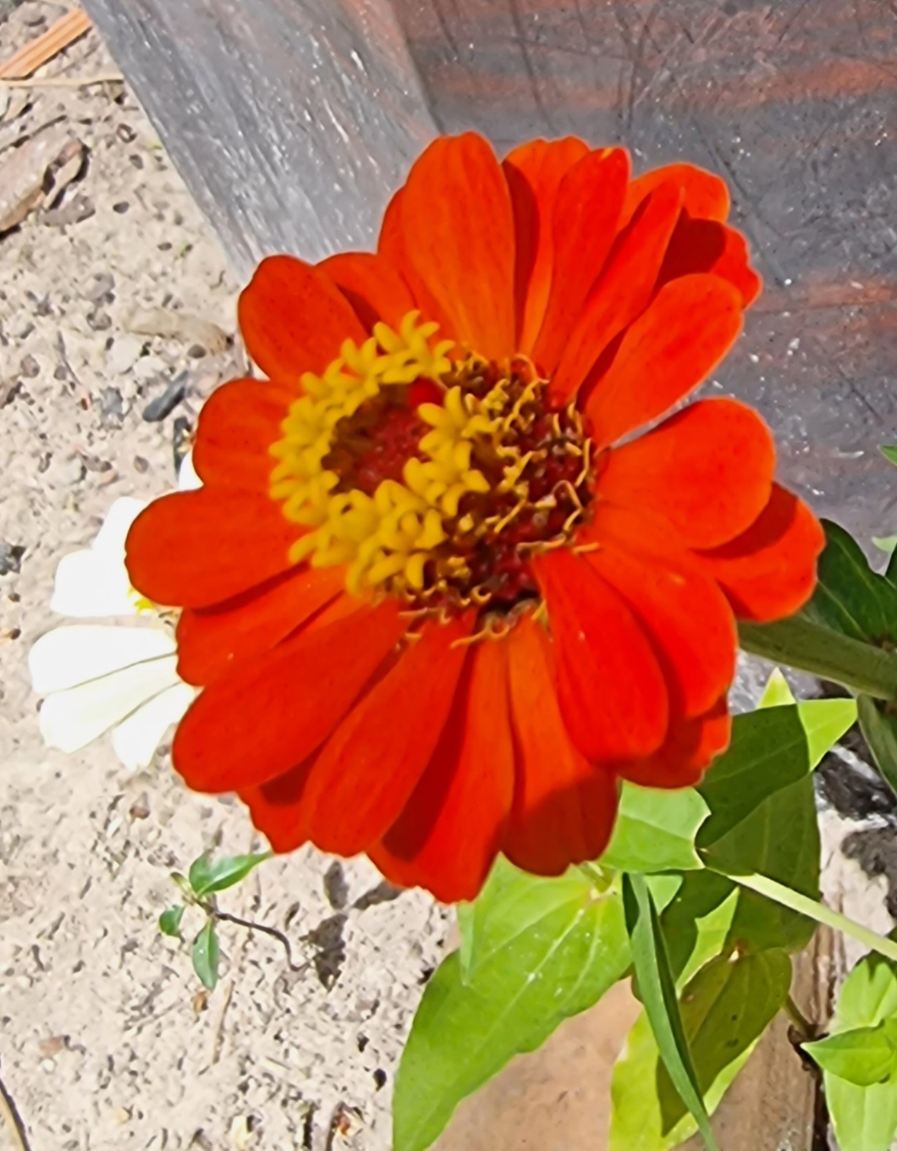 Zinnia elegans