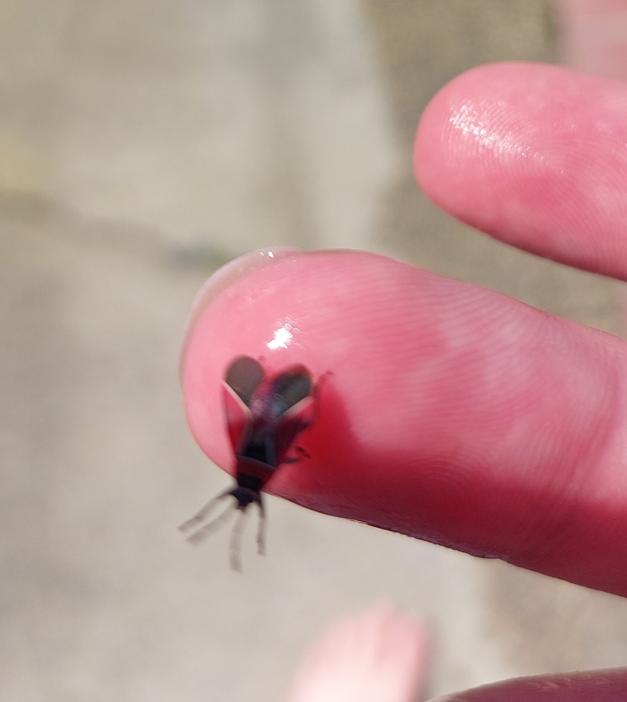 White-crossed Seed Bug from Ridgefield, WA 98642, USA on May 11, 2023 ...