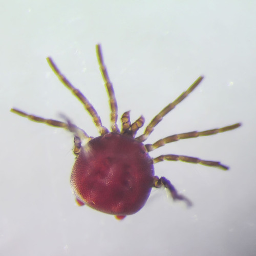 Arrenurus planus · iNaturalist