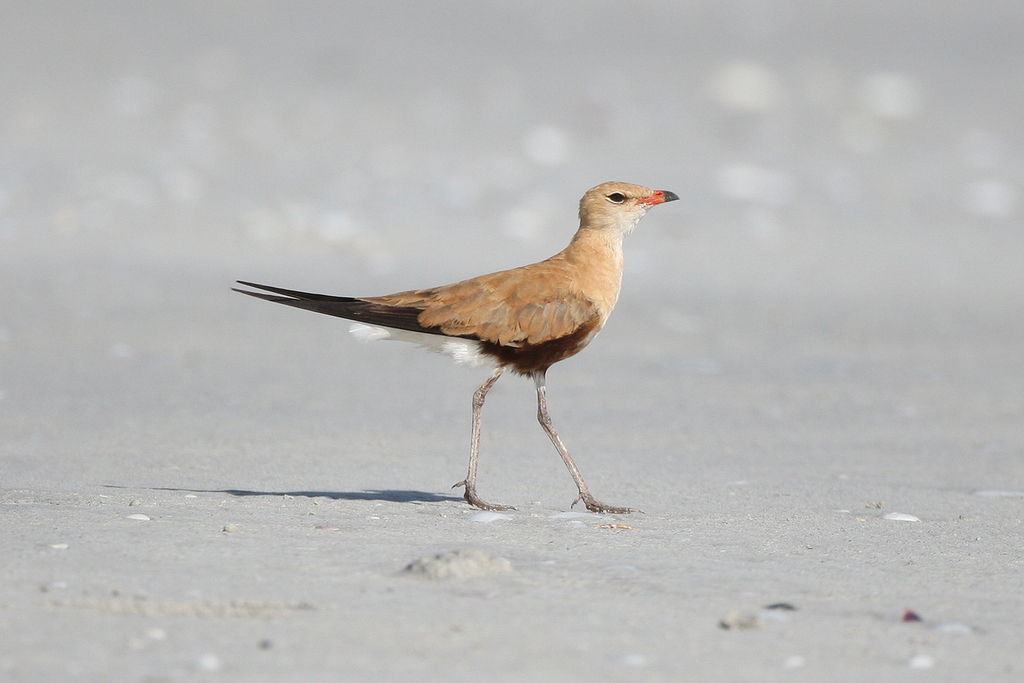 Australian Pratincole photo