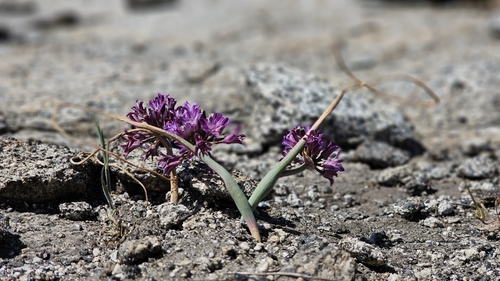 Abrams' allium (Allium abramsii)