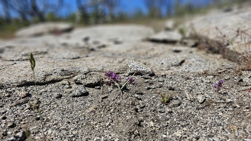 Image of Allium abramsii by (c) Chris Winchell, some rights reserved (CC BY)
