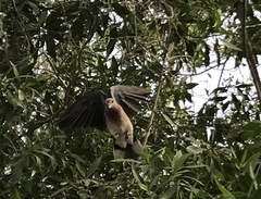 Streptopelia senegalensis