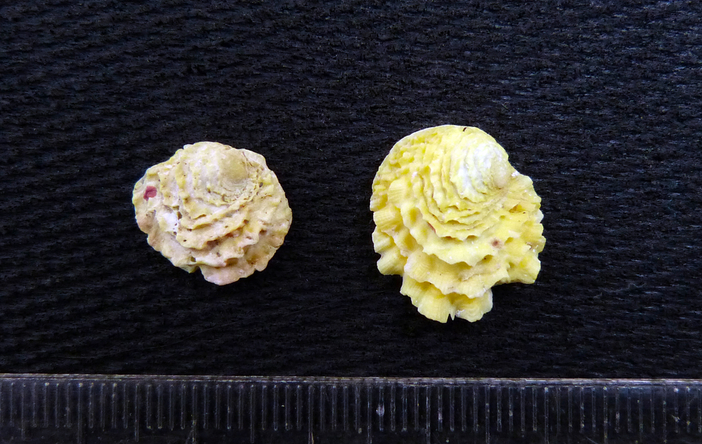Chama pellucida