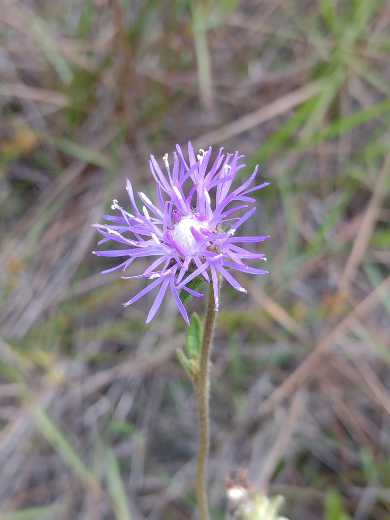 Stilpnopappus cearensis