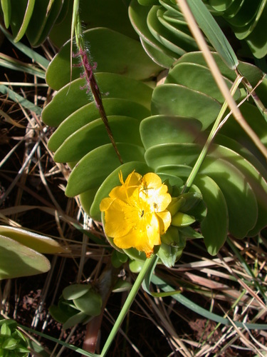 Portulaca molokiniensis observed 2002-08-28
