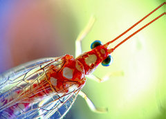 Dysochrysa furcata