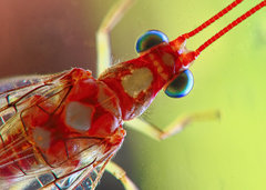Dysochrysa furcata