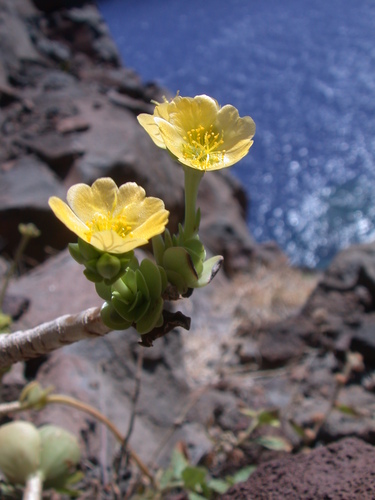 Portulaca molokiniensis