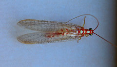 Dysochrysa furcata