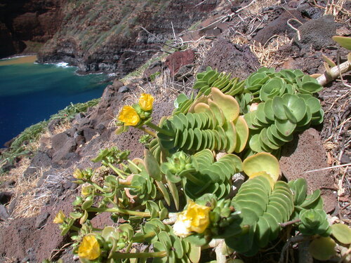 Portulaca molokiniensis