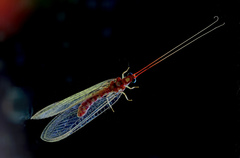 Dysochrysa furcata