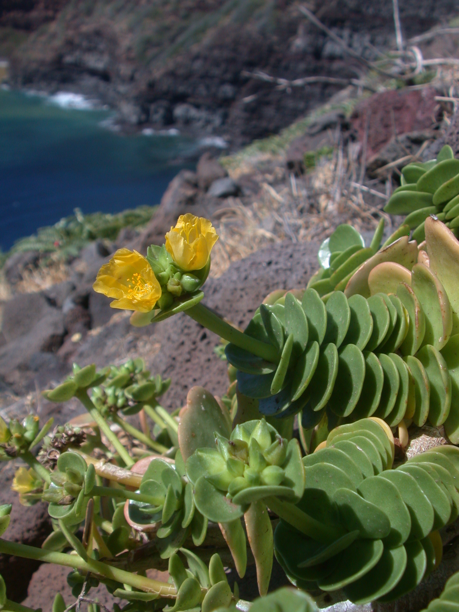 Portulaca molokiniensis