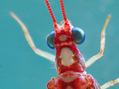 Dysochrysa furcata