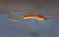 Dysochrysa furcata