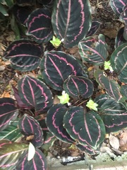 Goeppertia roseopicta