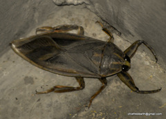 Lethocerus