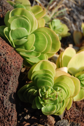 Portulaca molokiniensis