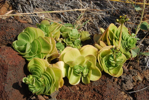 Portulaca molokiniensis observed 2011-04-05