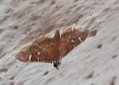 Prophantis