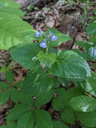 Image of Salvia urticifolia by (c) Alaina Krakowiak, some rights reserved (CC BY)