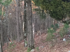 Odocoileus virginianus virginianus