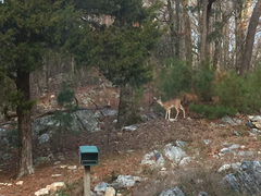 Odocoileus virginianus virginianus