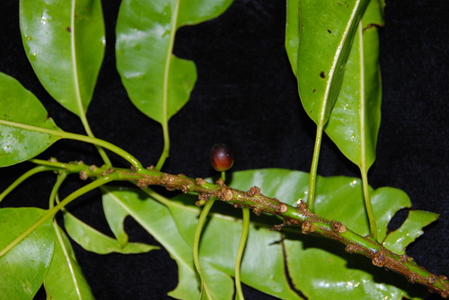 Planchonella micronesica observed 2009-09-05