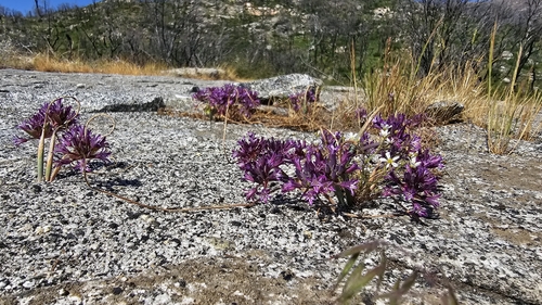 Image of Allium abramsii by (c) Chris Winchell, some rights reserved (CC BY)